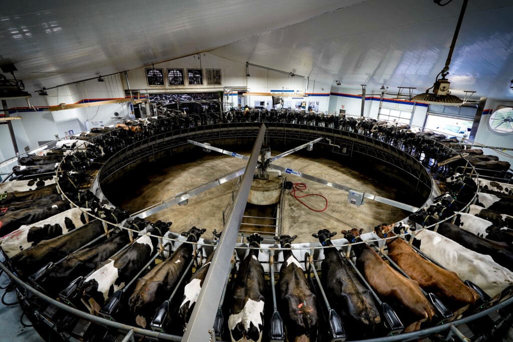 Pagel's Ponderosa 72 cow rotary parlor